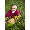 Portrait of a senior man gardening in his garden (color toned image) - checking the state of his orchard fruit trees