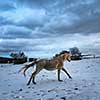 Horse in winter on fresh snow