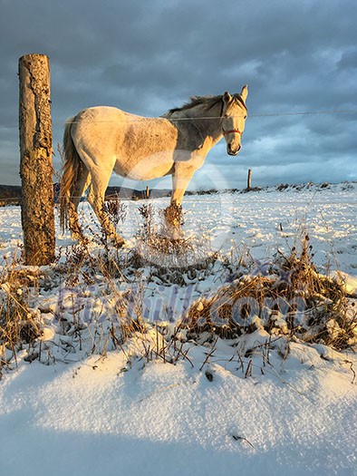 Horse in winter on fresh snow