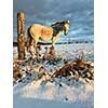 Horse in winter on fresh snow