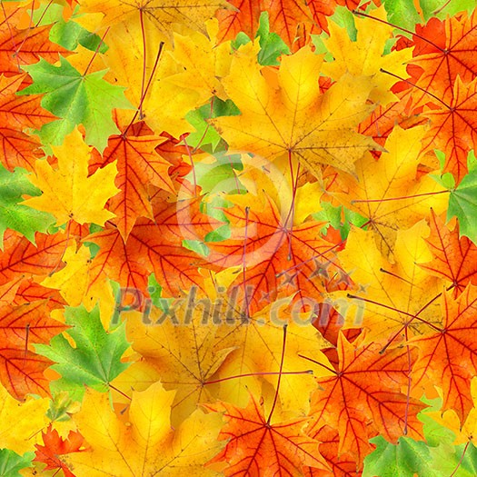 seamless pattern of Autumn background with maple color leaf