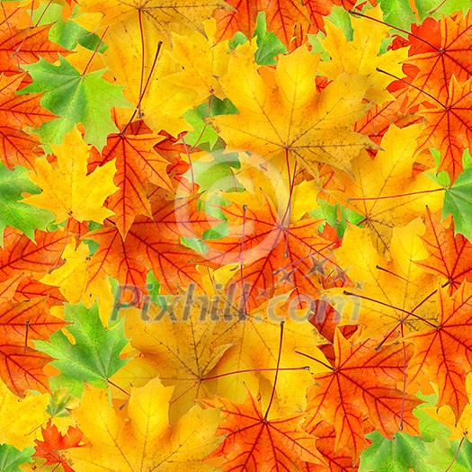 seamless pattern of Autumn background with maple color leaf seamless pattern of Autumn background with maple color leaf