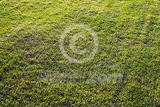 green cutted grass background on golf field, natural image without any postproduction green cutted grass background on golf field, natural image without any postproduction