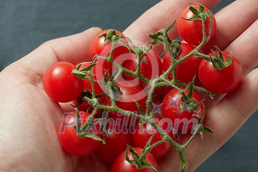 Bunch cherry tomatoes in hand on black background