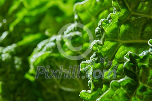 Texture of green leaf of cabbage savoy