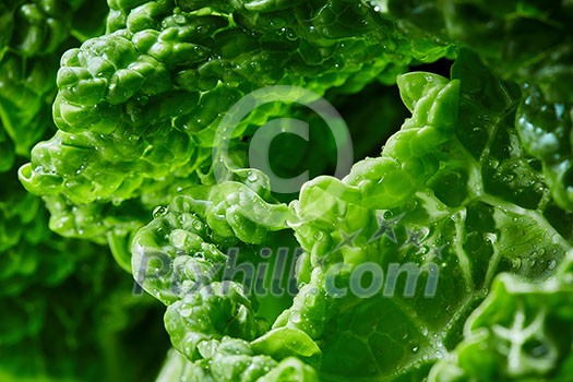 Savoy cabbage superfood texture. Texture of green leaf of cabbage