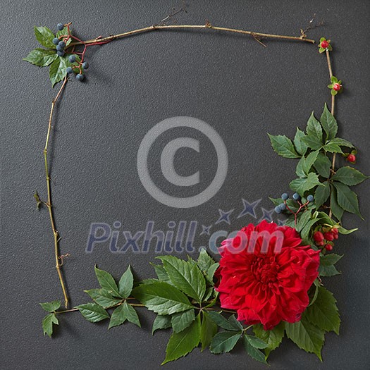 Fresh red rose frame border isolated and copyspace for text on black background