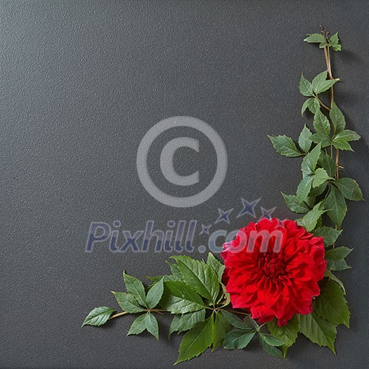 Flower Border Design with leaves and copyspace for text on black background