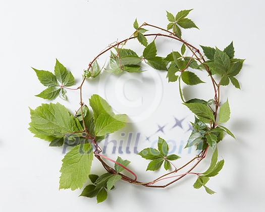 frame Green ivy plant Hedera helix with space for text isolated on white background