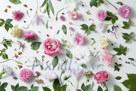 elegant background of pink roses and leaves isolated on white elegant background of pink roses and leaves isolated on white