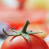 Red fresh tomato with green tail close-up