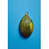 piece of green melon on blue background isolated