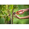 Hands of a female vintner harvesting white vine grapes (color toned image)