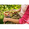 Hands of a female vintner harvesting white vine grapes (color toned image)