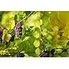 Large bunches of red wine grapes hang from an old vine in warm afternoon light