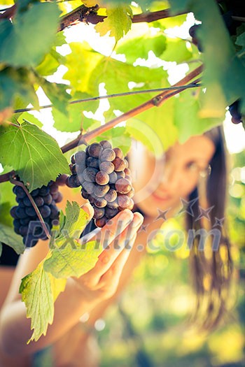Grapes in a vineyard being checked by a female vintner (color toned image) Grapes in a vineyard being checked by a female vintner (color toned image)