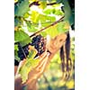 Grapes in a vineyard being checked by a female vintner (color toned image)