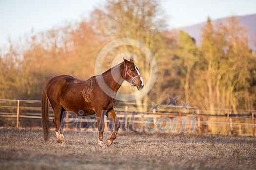 Horse on pasture in warm evening light (color toned image; shallow DOF) Horse on pasture in warm evening light (color toned image; shallow DOF)