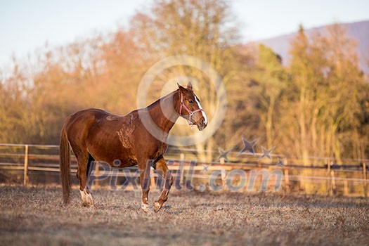 Horse on pasture in warm evening light (color toned image; shallow DOF)