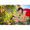 Grapes in a vineyard being harvested by a female vintner (color toned image)