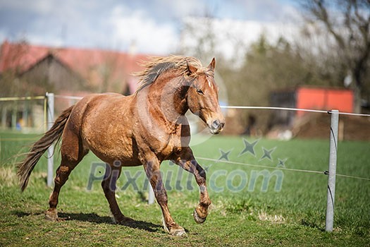 Horse running fast Horse running fast