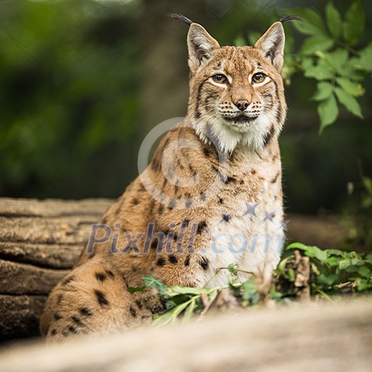 Eurasian Lynx (Lynx lynx) Eurasian Lynx (Lynx lynx)