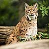 Eurasian Lynx (Lynx lynx)