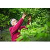 Portrait of a senior man gardening in his garden (color toned image) - checking the state of his orchard fruit trees