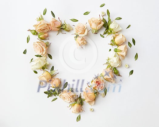 the heart of a beautiful roses on a white background with space for text the heart of a beautiful roses on a white background with space for text