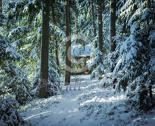 Bright morning in the wintry forest. Winter landscape in the snowy wood.