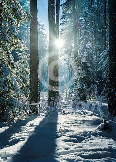 Bright morning in the wintry forest. Winter landscape in the snowy wood.