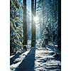 Bright morning in the wintry forest. Winter landscape in the snowy wood.