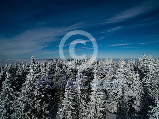 Aerial view of winter forest - trees covered with snow