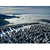 Aerial view of winter forest - trees covered with snow