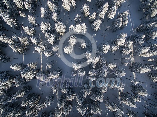 Aerial view of winter forest - trees covered with snow
