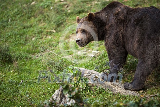 Brown bear (Ursus arctos)