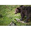 Brown bear (Ursus arctos)