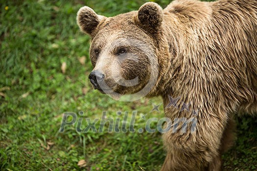 Brown bear (Ursus arctos)