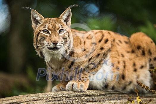 Eurasian Lynx (Lynx lynx) Eurasian Lynx (Lynx lynx)