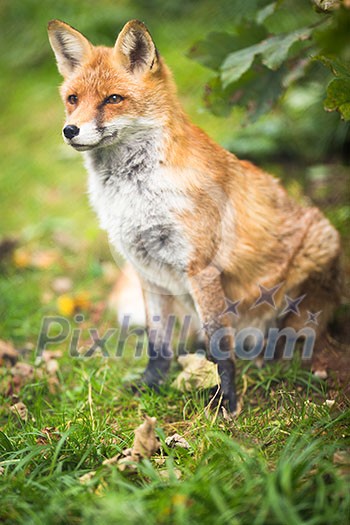 Red Fox (Vulpes vulpes) Red Fox (Vulpes vulpes)