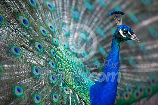 Splendid peacock with feathers out (Pavo cristatus) (shallow DOF; color toned image) Splendid peacock with feathers out (Pavo cristatus) (shallow DOF; color toned image)