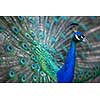 Splendid peacock with feathers out (Pavo cristatus) (shallow DOF; color toned image)