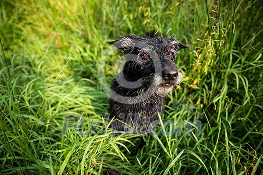 Cute black dog in green grass Cute black dog in green grass