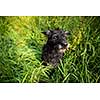 Cute black dog in green grass