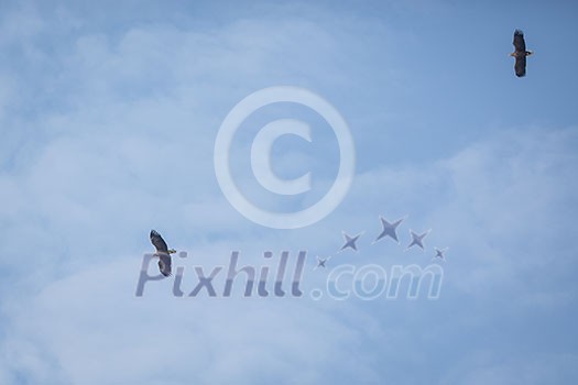 Two sea eagles in flight hign in the sky Two sea eagles in flight hign in the sky
