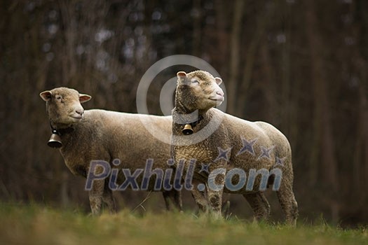 A flock of sheep grazes on a green field in Switzerland
