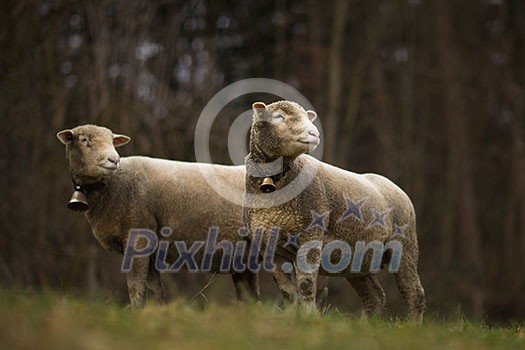 A flock of sheep grazes on a green field in Switzerland A flock of sheep grazes on a green field in Switzerland