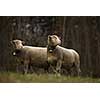 A flock of sheep grazes on a green field in Switzerland