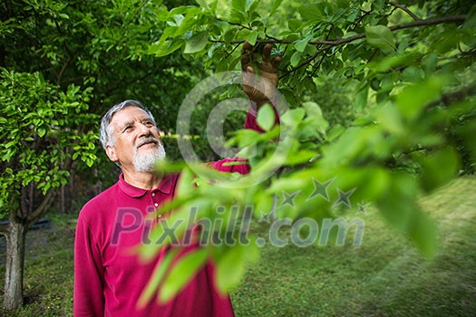 Senior man in his garden - shot from above - interesting angle view Senior man in his garden - shot from above - interesting angle view