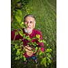 Portrait of a senior man gardening in his garden (color toned image) - checking the state of his orchard fruit trees